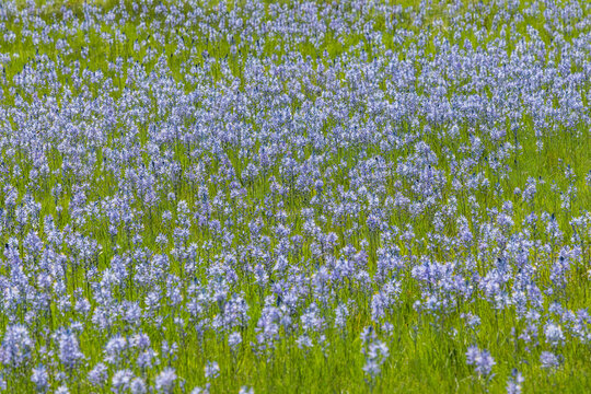 Camas flowers in full bloom in meadow