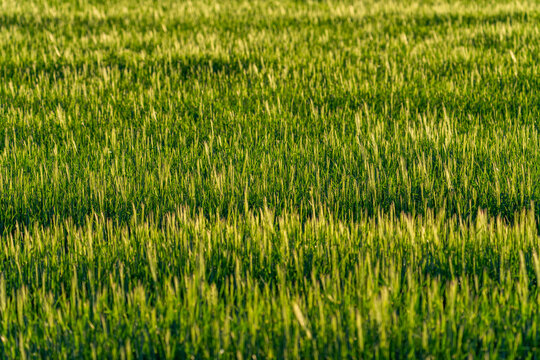 Full frame of grain crops before harvesting