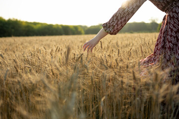 Close-up of hand touching wheat in field at sunset