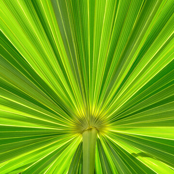 Close-up of symmetrical green palm frond