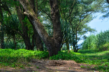 Flat lay of small plants around the house