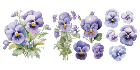 watercolor pansy clipart for graphic resources