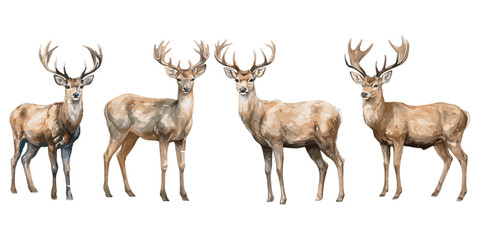 watercolor deer christmas clipart for graphic resources © Dgillustration12u