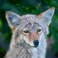 portrait of a coyote