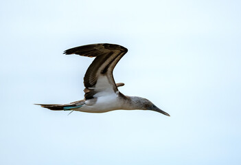 Galapagos Blue Footed Booby