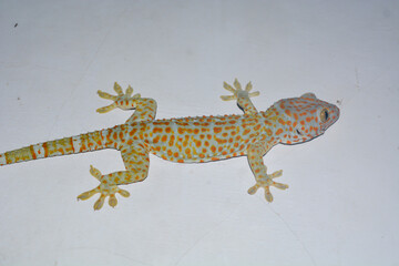 Flat lay gecko that is attached to the wall of the house