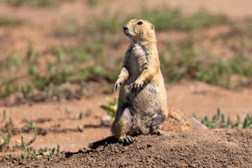 Prairie Dog