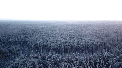 December cold frosts. Clip. Helicopter view of snow-covered fir trees standing close to each other.