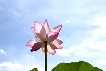 Beautiful water lily. Lotus flower with blue sky