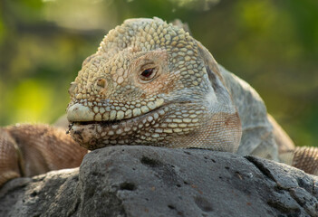 Galapagos Land Iguana