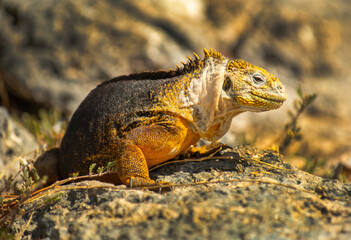 Galapagos Land Iguana