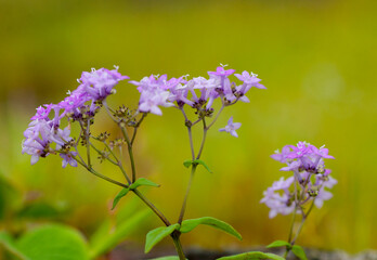 Beautiful wild flowers in a meadow, Flower background.