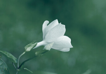 Beautiful floral spring abstract background of nature