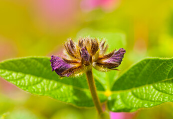 Beautiful floral spring abstract background of nature.