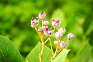 Wild plants, Nature background.