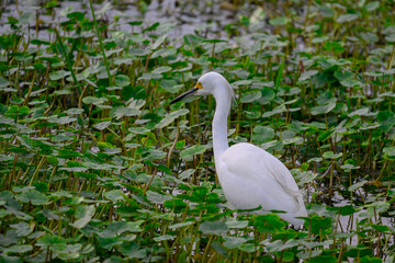 Snowy egret in green field