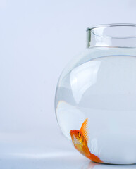 Goldfish in a beautiful round fish bowl.