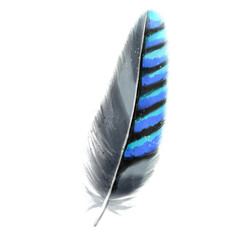Aesthetic Watercolor Feather