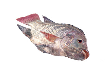 fish isolated on transparent background.PNG file