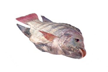 fish isolated on transparent background.PNG file