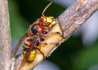 A European hornet sits on a tree and eats the tree bark