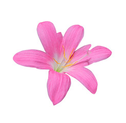 Fototapeta na wymiar Fairy Lily or Rain Lily or Zephyr Flower. Close up pink fairy lily flower head isolated on transparent background.