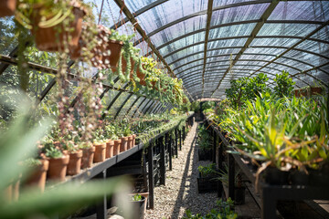 Industrial greenhouse with different home, garden plants flowers in pots on tables. Market shop in hothouse glasshouse with organic plants greens ecology growing in close ground. Agribusiness concept.