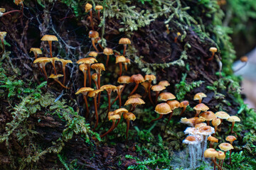 mushrooms on a mossy log