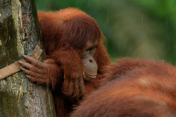 Orangutans, mother and a baby, sitting on platform, looking to the left