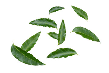 Neem leaves levitate