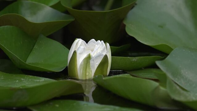 Time lapse video of white water lily flower. Nymphaea blooming in the pond  surrounded by leaves.