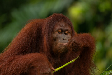 Adult orangutan considering wheather he should eat the grass stick