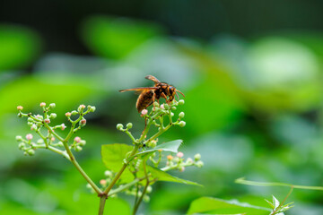 花の蜜を集めるスズメバチ