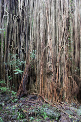 Roots of the Curtain Fig tree near Yungaburra in Far North Queensland, Australia
