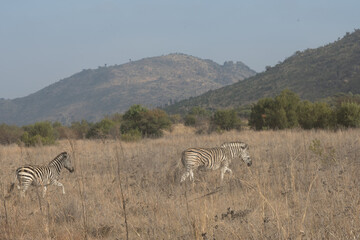 Two zebras walking in the brush with the older leading the way.