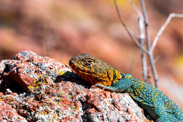 Collard Lizard basking on a rock