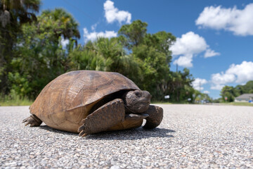 Wild Gopher tortoise crossing rural street in southern Florida. Endangered turtle walking on...