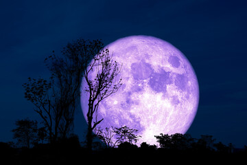 Fototapeta na wymiar Full Crust pirple Moon and silhouette tree in the field and night sky