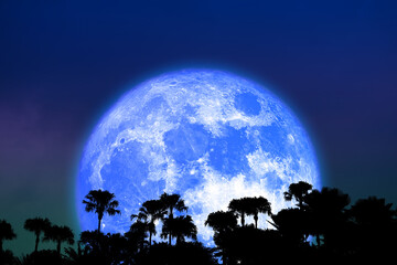 super flower blue moon back silhouette palm tree on the night sky