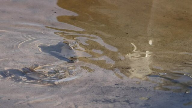 Sea bream fish gracefully swimming in the crystal clear shallow water.