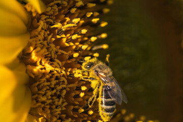 Eine Biene sucht Nektar in der Blüte einer Sonnenblume