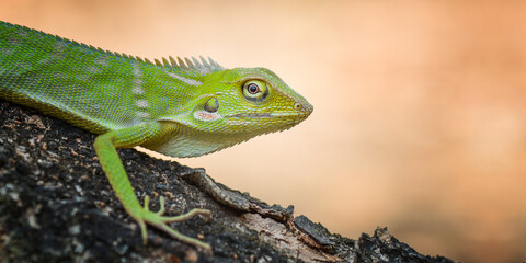 photo of a green lizard perched on leaves with vivid colors