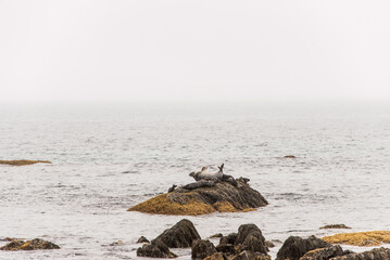 Exploring seals wildlife at the beach in the morning mist at Kejimkujik National Park Seaside, Nova...
