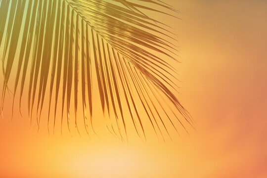 Palm tree leaf on a golden sunset sky 