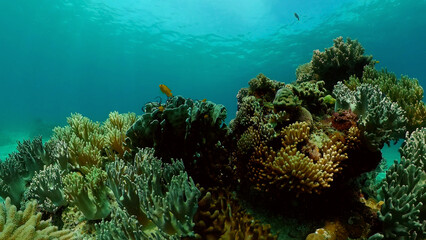 Fototapeta na wymiar Tropical underwater sea fish. Colourful tropical coral reef. Scene reef. Philippines.