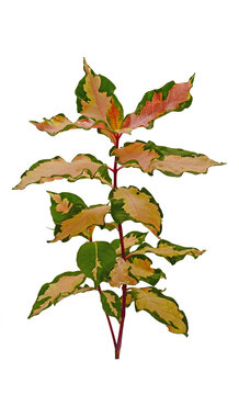 Caricature-plant (Graptophyllum pictum) or 'white adults' isolated on white background