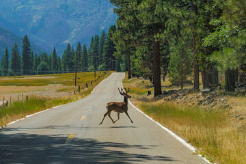large mule deer buck crossing Gennesee Valley Road in Plumas, County California