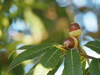 秋　ドングリ　シラカシの堅果