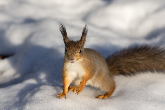 portrait of a squirrel on snow © Maslov Dmitry