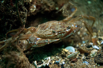 Crab macro in the Sea of Marmara